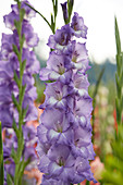 Gladiolus 'Elgar' ®