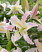 Lilium 'Bamako'