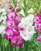 Gladiolen weiß und purpur gemischt