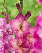 Gladiolus 'Anna Williams'