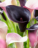 Zantedeschia 'Filepino'