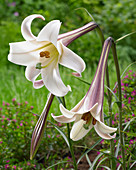 Lilium formosanum 'White Crane'