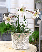 Lilium formosanum 'White Crane'