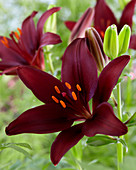 Lilium 'Dark Secret'