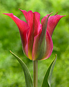 Tulipa 'Red Dance'