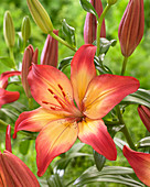 Lilium 'Heartstrings' ®