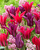 Tulipa 'Doll's Minuet', 'Purple Doll'