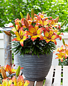 Lilium 'Sunset Joy'