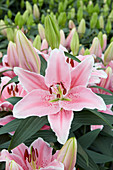 Lilium Pink Saffire