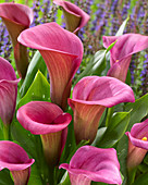 Zantedeschia 'Captain Lovely'