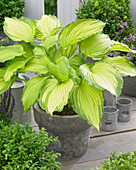 Hosta 'Dancing Darling' EUPVR