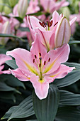 Lilium 'Graceland'