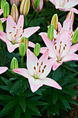 Lilium 'Sorocaba'