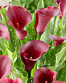 Zantedeschia 'Captain Reno'