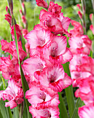 Gladiolus 'Paesano'