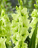 Gladiolus 'Händel'