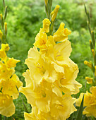 Gladiolus 'Yellowa'