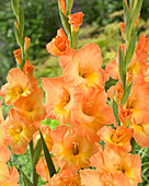 Gladiolus Galicië