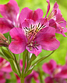 Alstroemeria 'Montsoreau' ®