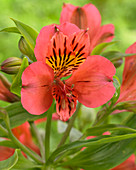 Alstroemeria 'Tiercé' ®