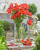 Alstroemeria 'Liré' ®