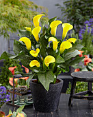 Zantedeschia 'Summer Sun'