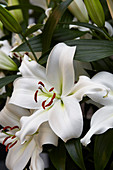 Lilium 'Zambesi'