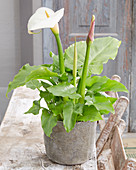 Zantedeschia white