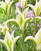Tulipa 'Green Star'