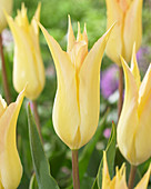 Tulipa 'Johan Cruijff'