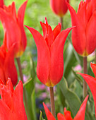 Tulipa 'Sap 25'