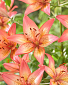 Lilium Trogon