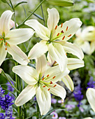 Lilium 'Pearl White'