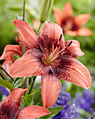 Lilium P394