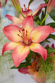 Lilium 'Heartstrings'