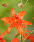 Lilium concolor