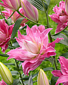 Lilium 'Dreamline'