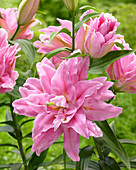 Lilium 'Younique'