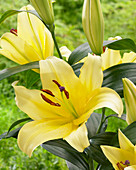 Lilium 'Eldoret'