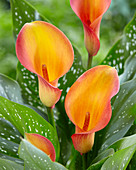 Zantedeschia 'Orania'