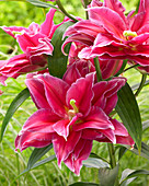 Lilium 'Grand Amour'