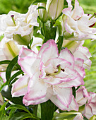 Lilium 'Beautytrend'