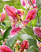 Lilium 'Pink Parrot Carriba'