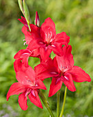 Gladiolus ramosus 'Robinetta'