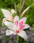 Gladiolus nanus 'Prince Claus'