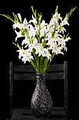 Strauß aus weißen Zwerg-Gladiolen