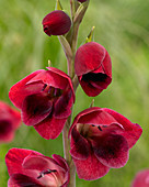 Gladiolus papilio 'Ruby Red'