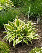 Hosta 'Lakeside Spruce Goose'