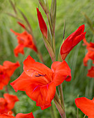 Gladiolus nanus 'Mirella'