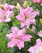 Lilium Roselily 'Editha' ®